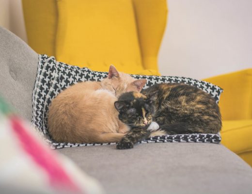 macky spia na gauči